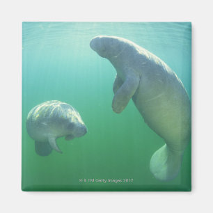 Pair of florida manatees swimming magnet