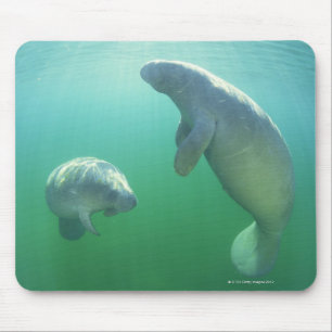Pair of florida manatees swimming mouse pad
