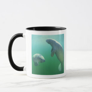 Pair of florida manatees swimming mug