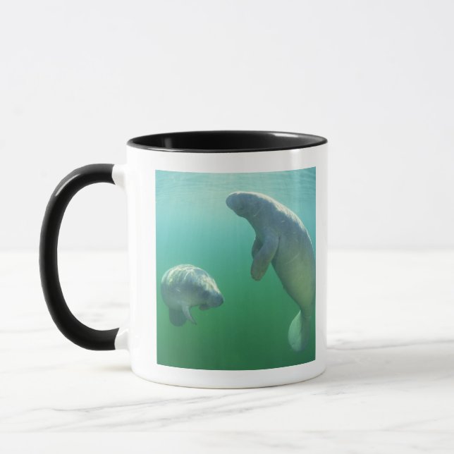 Pair of florida manatees swimming mug (Left)