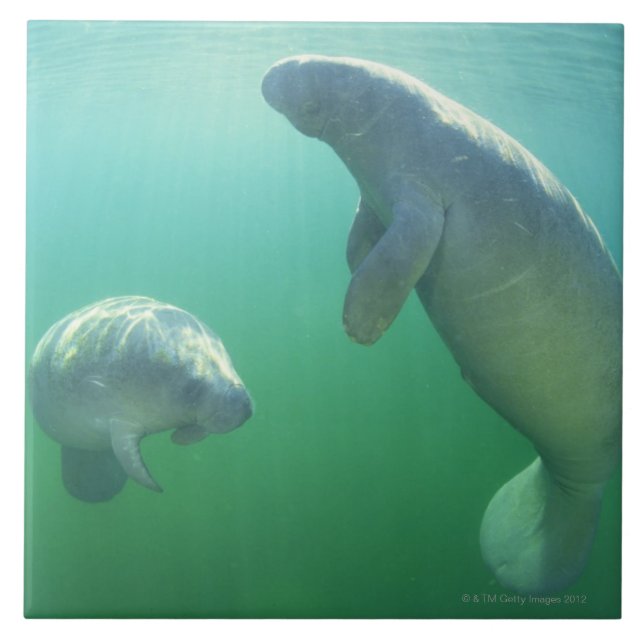Pair of florida manatees swimming tile (Front)