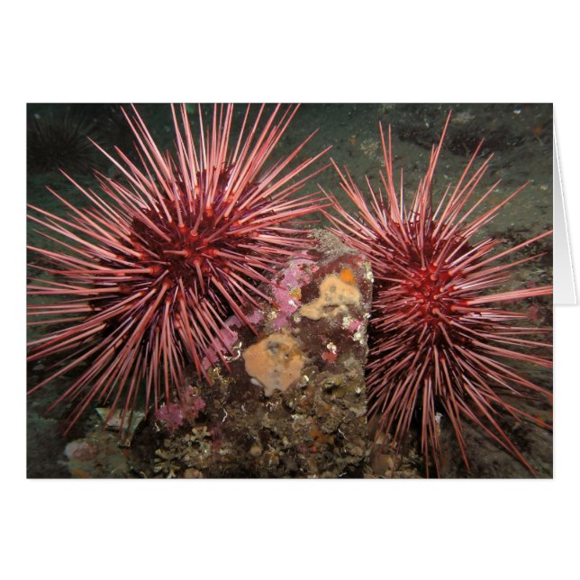 Pair of Giant Red Sea Urchins (Front Horizontal)