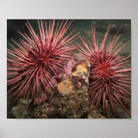 Pair of Giant Red Sea Urchins Fine Art Prints