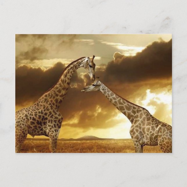 Pair of Giraffes Postcard (Front)