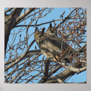 PAIR OF GREAT HORNED OWLS 2 (Bubo virginianus) Poster
