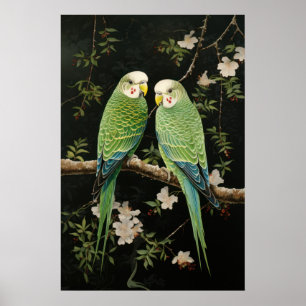 Pair of Green Budgerigars Poster
