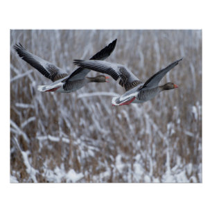 Pair of greylag geese flying in snow poster