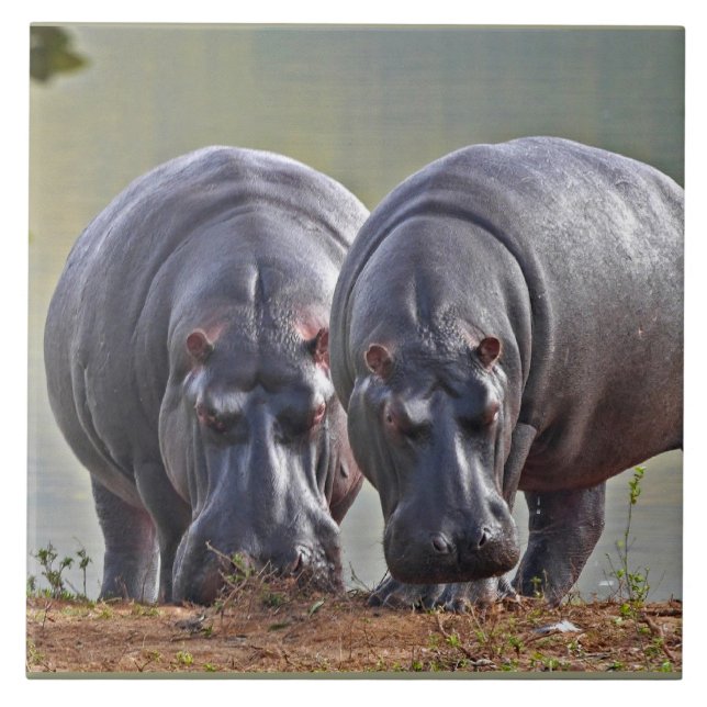 Pair of Hippos Tile (Front)