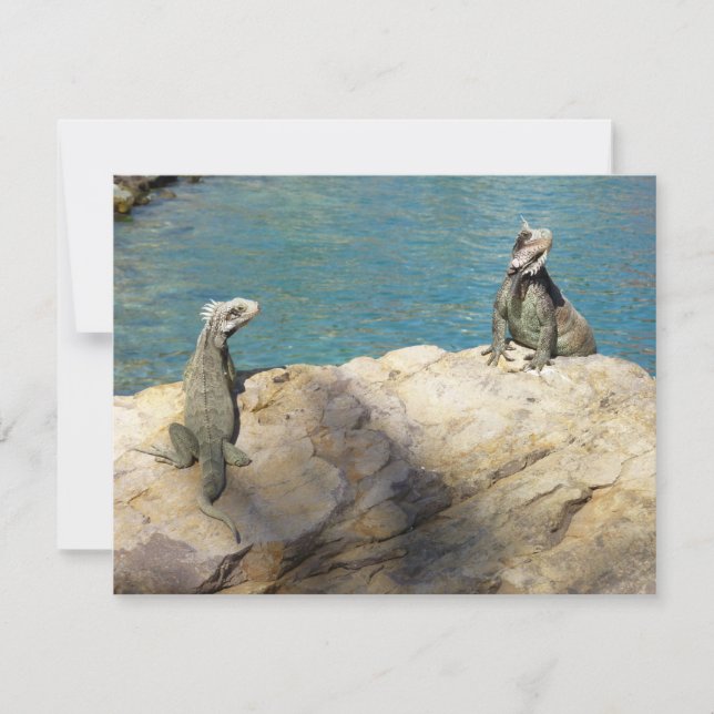 Pair of Iguanas Tropical Wildlife Photography (Front)