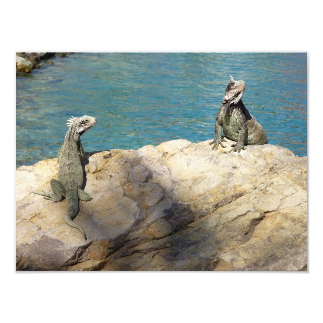 Pair of Iguanas Tropical Wildlife Photography Photo Print (Front)