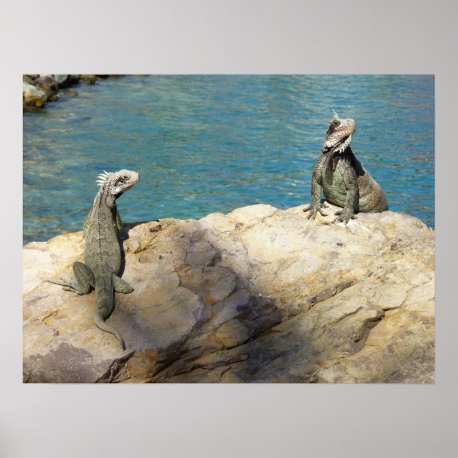 Pair of Iguanas Tropical Wildlife Photography Poster (Front)