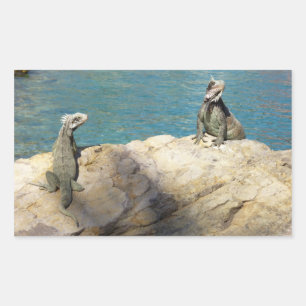 Pair of Iguanas Tropical Wildlife Photography Sticker