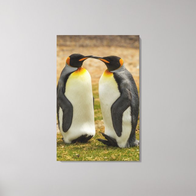 Pair of King Penguins, Falklands Canvas Print (Front)