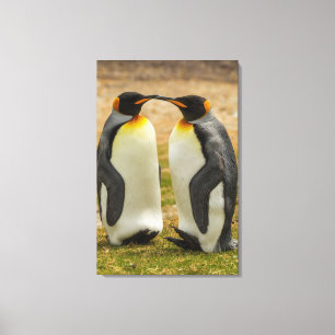 Pair of King Penguins, Falklands Canvas Print