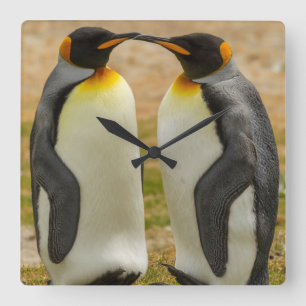 Pair of King Penguins, Falklands Square Wall Clock