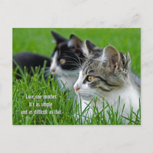 pair of kittens in grass holiday postcard