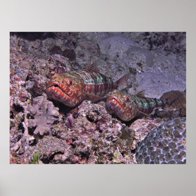 Pair of Lizardfish Poster (Front)