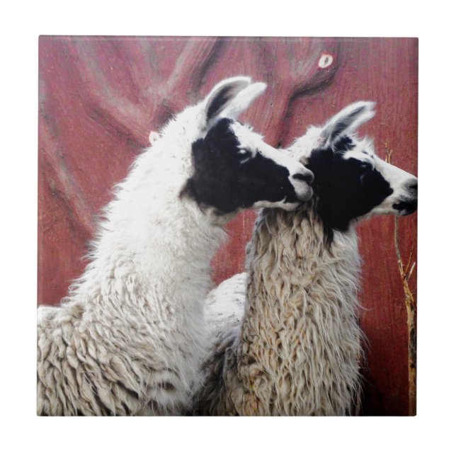 Pair of Llamas Tile (Front)