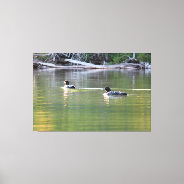 Pair Of Loons Canvas Print (Front)