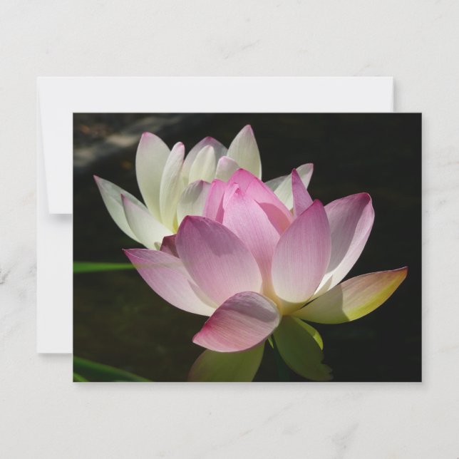 Pair of Lotus Flowers II Card (Front)