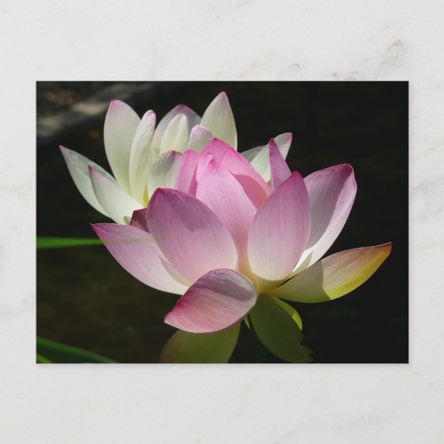 Pair of Lotus Flowers II Postcard (Front)