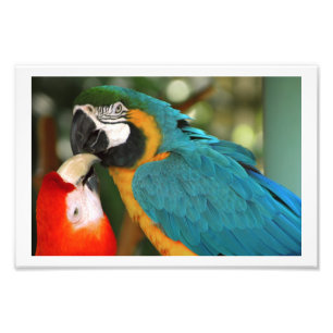 Pair of Macaws Kissing Photo Print