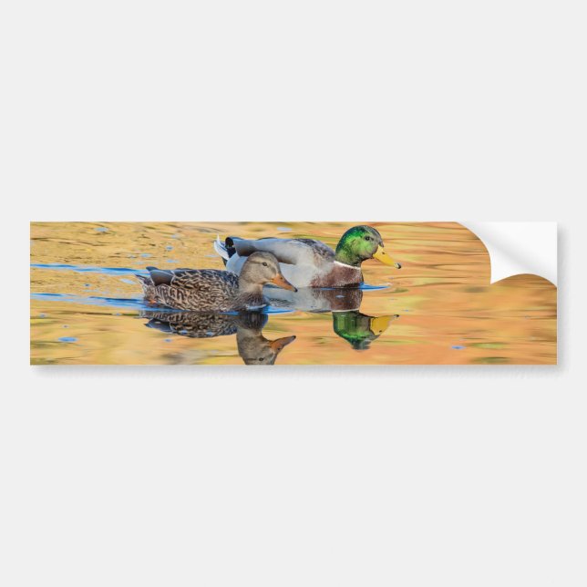Pair of Mallards Bumper Sticker (Front)