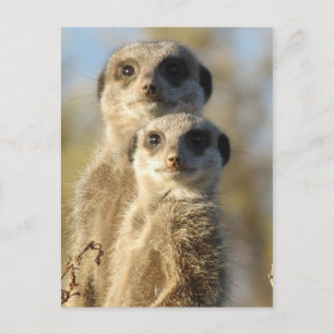 Pair of Meerkats Postcard