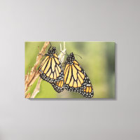 Pair of Monarch Butterflys Photography Canvas Art