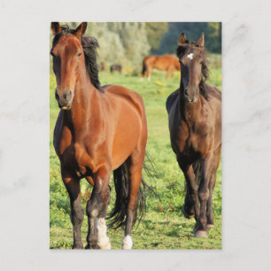 Pair of Morgans Postcard