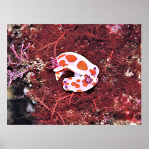 Pair of Nudis Poster
