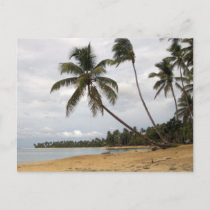 Pair of Palms Postcard