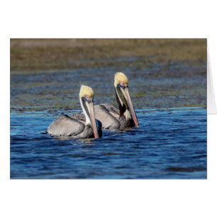 Pair of Pelicans