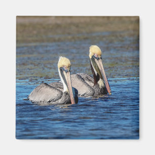 Pair of Pelicans Magnet