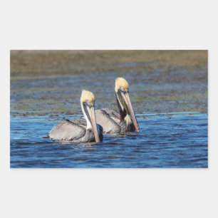 Pair of Pelicans Sticker