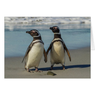 Pair of penguins on the beach