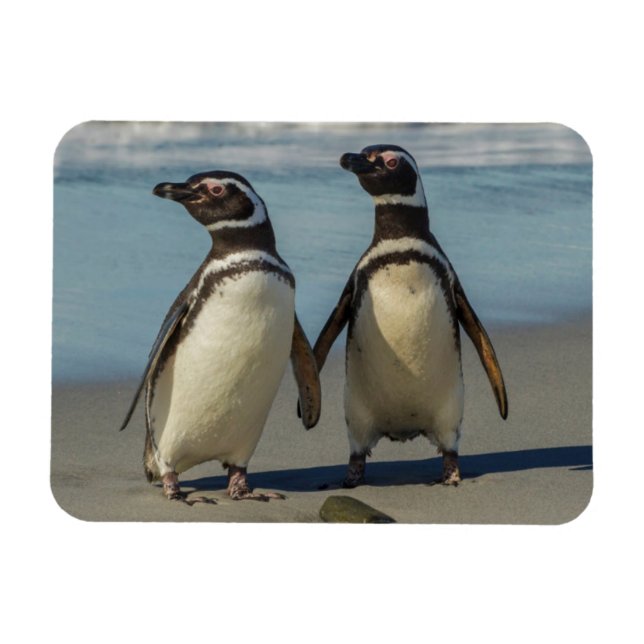Pair of penguins on the beach magnet (Horizontal)