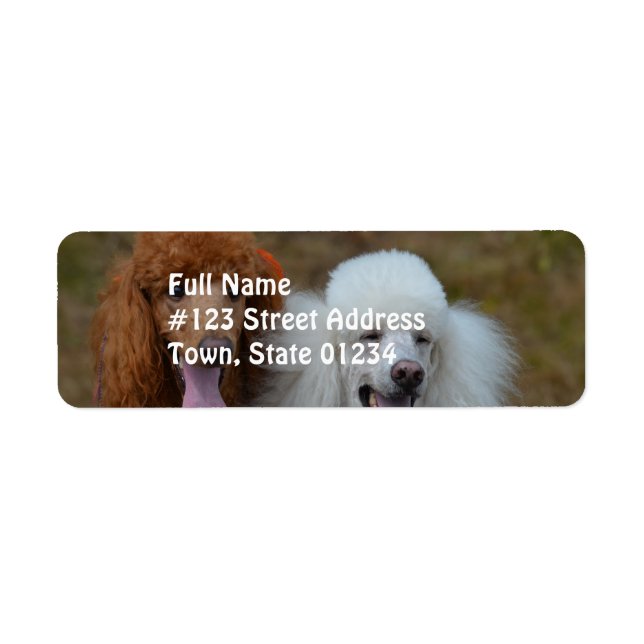Pair of Poodles (Front)