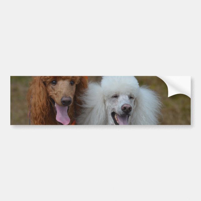Pair of Poodles Bumper Sticker (Front)