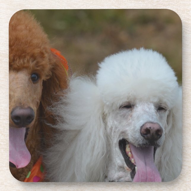 Pair of Poodles Coaster (Front)