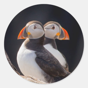 Pair of Puffins Classic Round Sticker