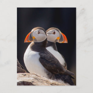 Pair of Puffins Postcard