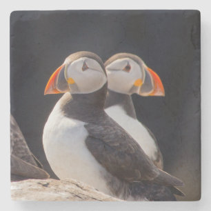 Pair of Puffins Stone Coaster