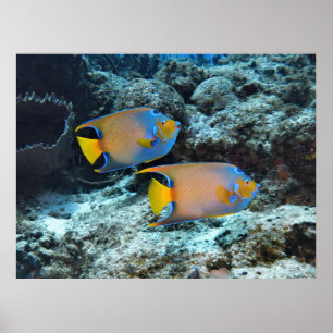 Pair of Queens Poster