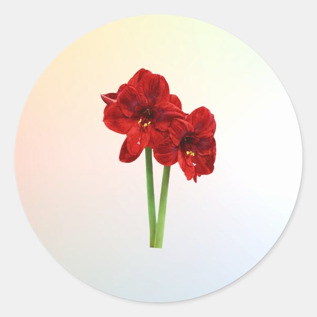 Pair of Red Amaryllis Classic Round Sticker (Front)