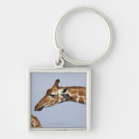 Pair of Reticulated Giraffes (Giraffa