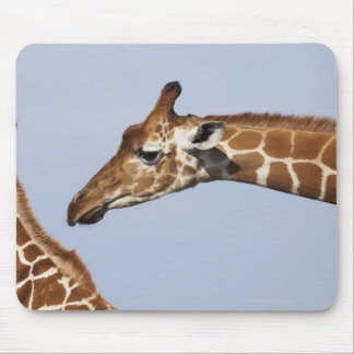 Pair of Reticulated Giraffes (Giraffa Mouse Pad