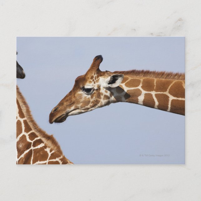 Pair of Reticulated Giraffes (Giraffa Postcard (Front)