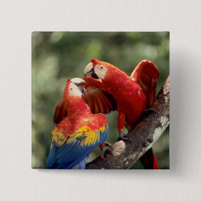 Pair of Scarlet Macaws 2 Inch Square Button (Front)