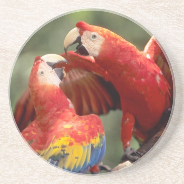 Pair of Scarlet Macaws Coaster (Front)
